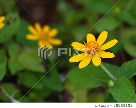 メランポジウムの黄色い花のクローズアップ 58988108