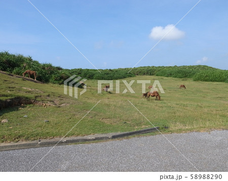 与那国島(南牧場) 与那国島(南牧場) 58988290
