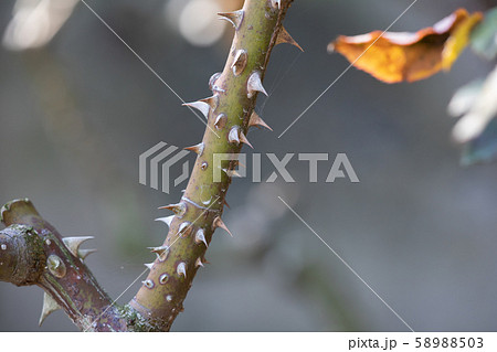 バラ苑に咲くバラの鋭利なトゲ 58988503