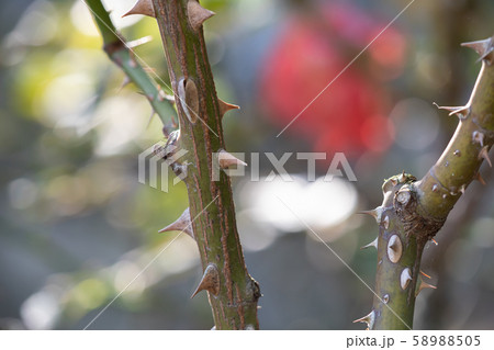 バラ苑に咲くバラの鋭利なトゲ 58988505