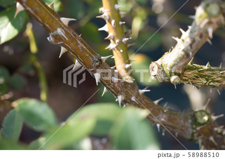 バラ苑に咲くバラの鋭利なトゲ 58988510