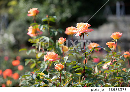 秋のバラ苑に咲く色とりどりのバラの花 58988573