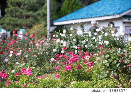 秋のバラ苑に咲く色とりどりのバラの花 58988574