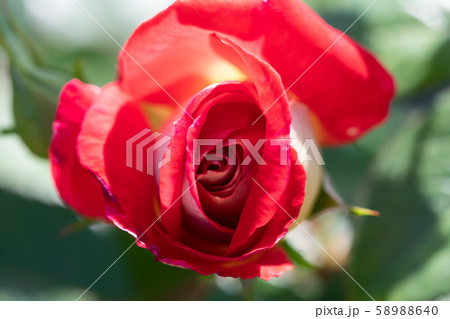 秋のバラ苑に咲く色とりどりのバラの花 58988640