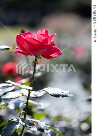 秋のバラ苑に咲く色とりどりのバラの花 58988641
