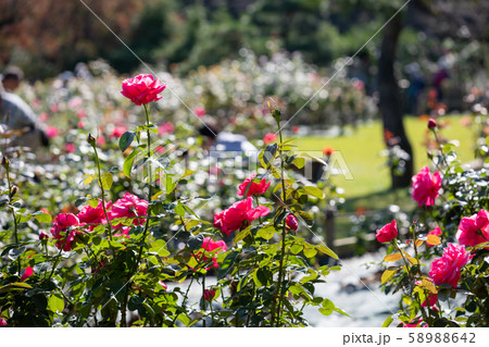 秋のバラ苑に咲く色とりどりのバラの花 58988642