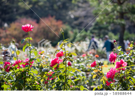 秋のバラ苑に咲く色とりどりのバラの花 58988644