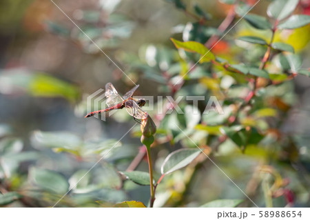 秋のバラ園を飛ぶトンボ 58988654