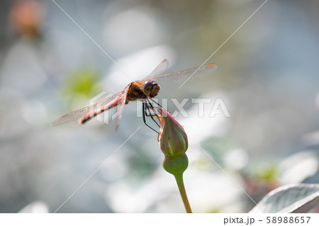 秋のバラ園を飛ぶトンボ 58988657