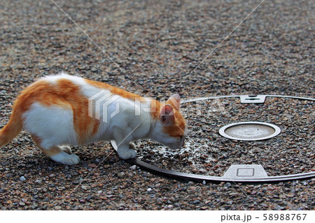猫 猫 58988767