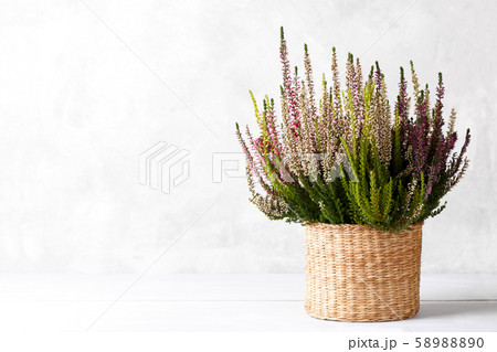 Heather Calluna vulgaris or Erica gracilis flowers 58988890