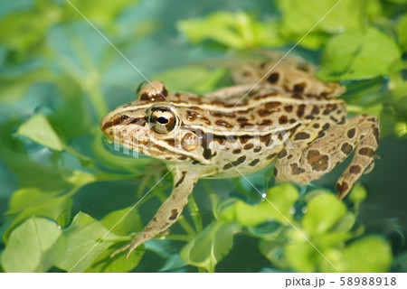 トノサマガエル 58988918