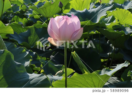 ハスの花 58989096