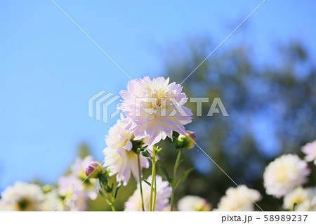 ダリアの花 ダリアの花 58989237