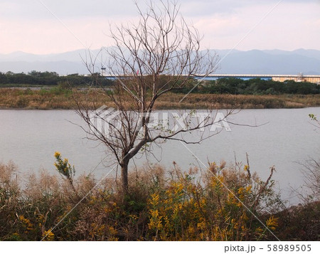 秋の物部川河口(落葉後の木とセイタカアワダチソウ) 秋の物部川河口(落葉後の木とセイタカアワダチソウ) 58989505