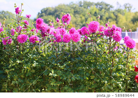 ダリアの花 ダリアの花 58989644