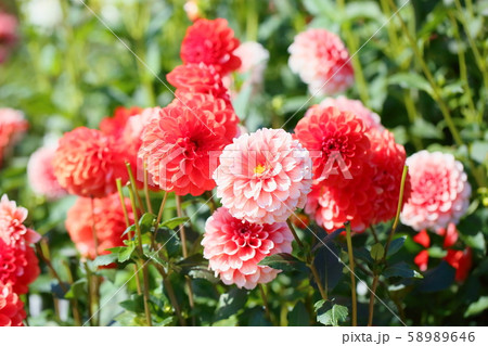ダリアの花 ダリアの花 58989646