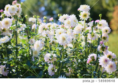 ダリアの花 ダリアの花 58989648