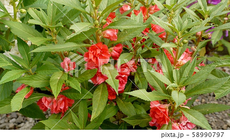 ホウセンカ 58990797