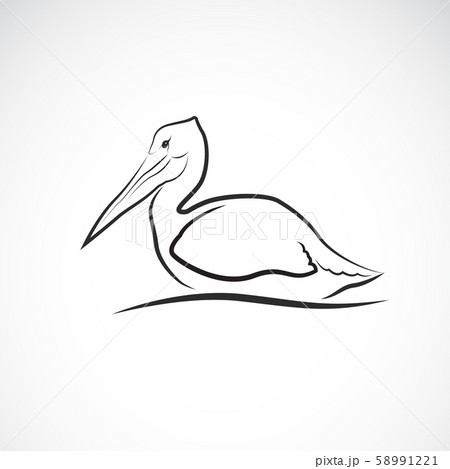 Vector of Spot-billed pelican bird. Animal. Vector of Spot-billed pelican bird. Animal. 58991221