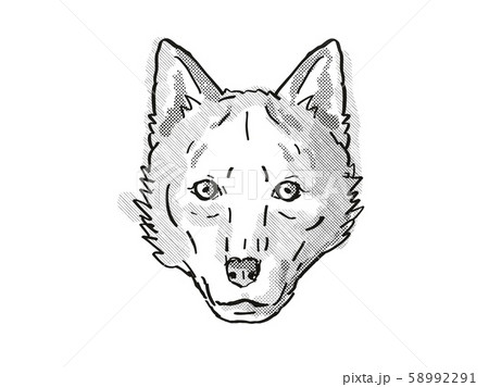 Red Wolf  Endangered Wildlife Cartoon Retro 58992291