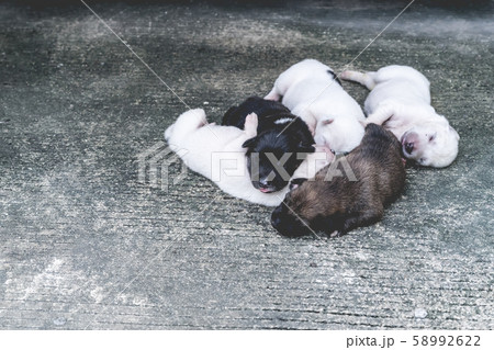 cute  thai puppy lying and playing on the ground 58992622