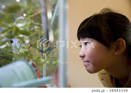 熱帯魚を眺める小学生女の子 58993149
