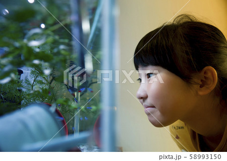 熱帯魚を眺める小学生女の子 熱帯魚を眺める小学生女の子 58993150