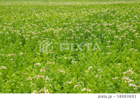 Flowering tobacco plants on tobacco field Flowering tobacco plants on tobacco field 58993691