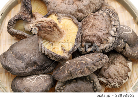 椎茸　茸 58993955