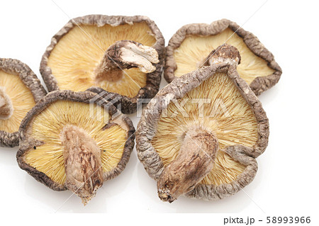 椎茸　茸 58993966