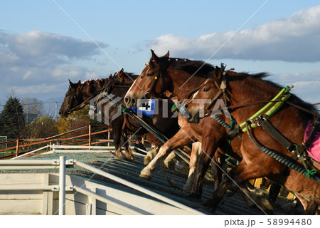 ばんえい競馬 58994480