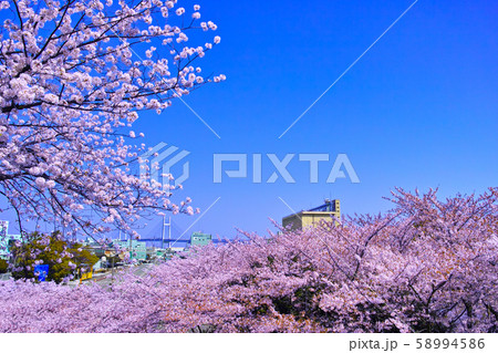 春の満開の桜が咲く山下ふ頭とベイブリッジ 58994586