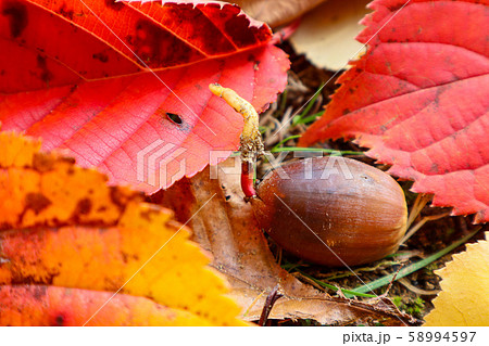 紅葉と芽が出たドングリ 58994597