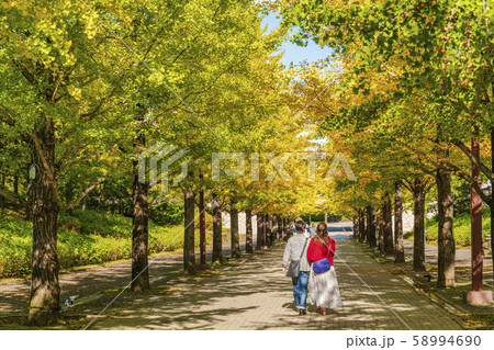 あづま公園のいちょう並木　福島 58994690