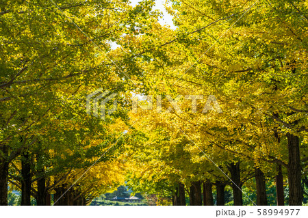 あづま公園のいちょう並木　福島 58994977