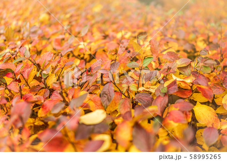Branches with orange, green and yellow leaves Branches with orange, green and yellow leaves 58995265