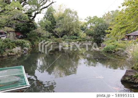 静岡浅間神社（神池） 58995311