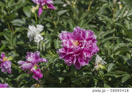 公園のシャクナゲ 58995418