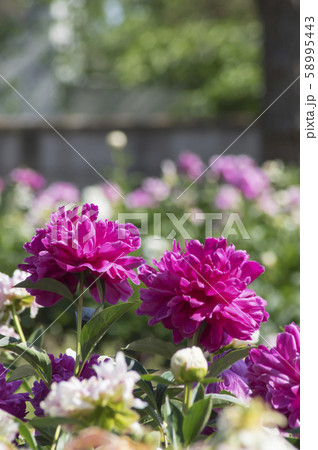 公園のシャクナゲ 公園のシャクナゲ 58995443