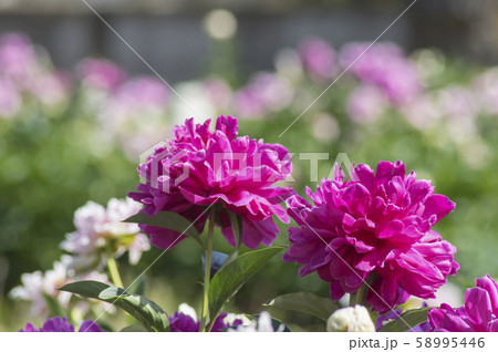 公園のシャクナゲ 公園のシャクナゲ 58995446