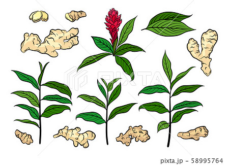 Ginger, Set 58995764