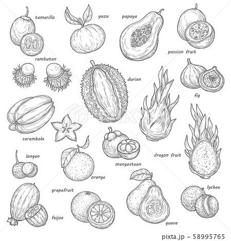 Exotic Papaya Tropical Orange Feijoa Sketchesのイラスト素材
