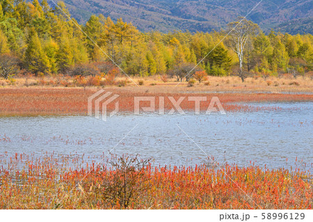 台風19号で湖のできた草紅葉の小田代ヶ原 58996129