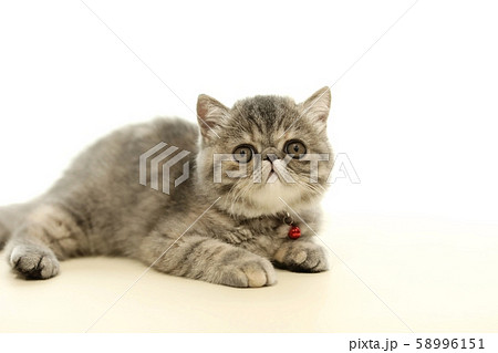 エキゾチックショートヘア 58996151