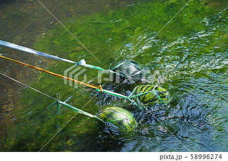 清水で冷やすスイカ 58996274