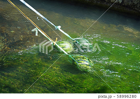 清水で冷やすスイカ 清水で冷やすスイカ 58996280