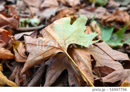 Background of fallen plane tree leaves 58997796
