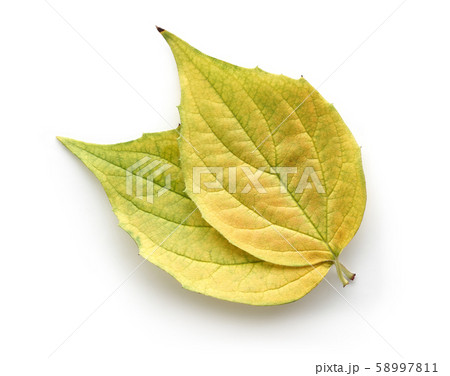 Yellow autumn leaves isolated on white 58997811