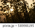 夕日自然s 58998195